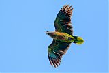 St. Lucia Parrot